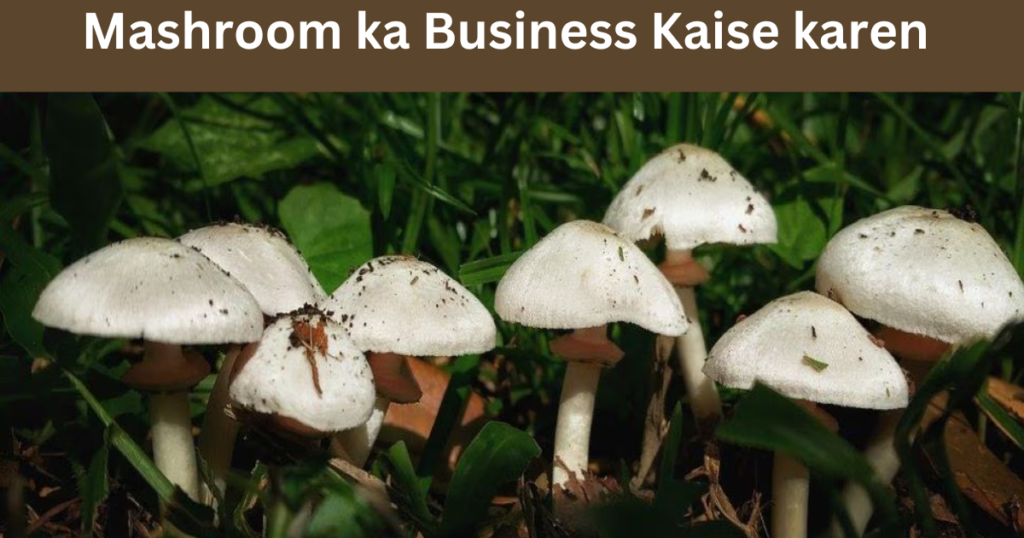 Mashroom Farming Business 2024