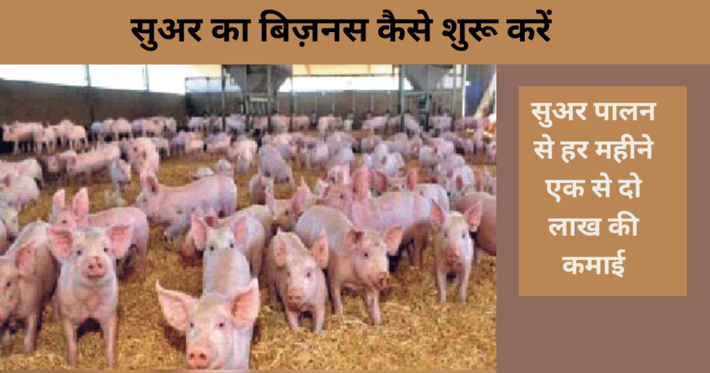 Pig Farming Business